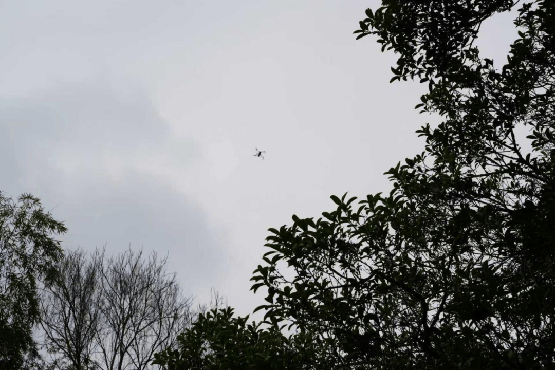 贵阳市织密“三网”筑牢林业有害生物防控屏